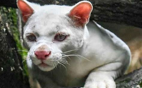 Albino Panther