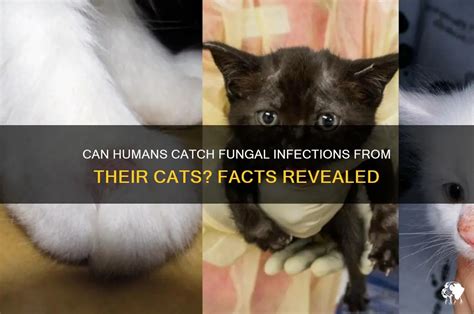 12 Surprising Ways Your Cat Might Be Harming Your Health