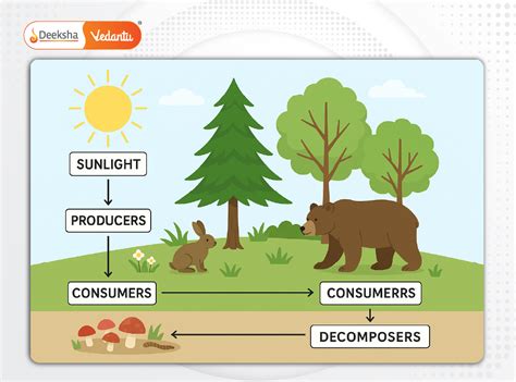 Are Plants Consumers Or Producers The Truth Revealed
