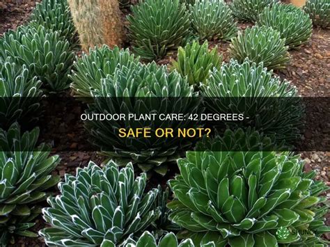 Stuck At 50 Degrees Outside Can I Leave My Plants Out