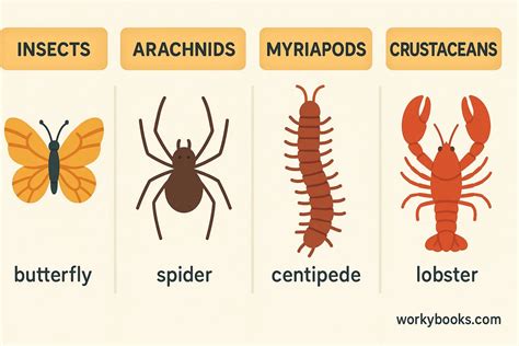 Are Spiders True Arthropods? The Simple Answer
