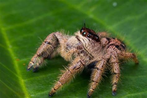 Are Spiders Nice Or Dangerous Exploring Their True Nature