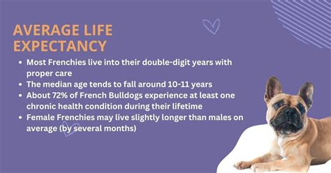 What Is The Average Lifespan Of A French Bulldog (And How To Extend It)