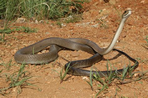 How Fast Can A Black Mamba Actually Move: Average Speed