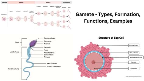 Unveiling The Biology Of Gametes And Its Development Journey