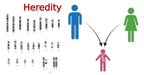 Biology Of Heredity Ss3: Understanding Chromosomes And Traits