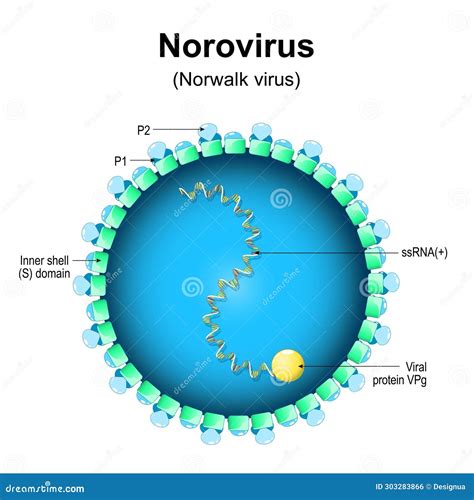 How The Biology Of Norovirus Makes It So Cancelling Stomach Flu