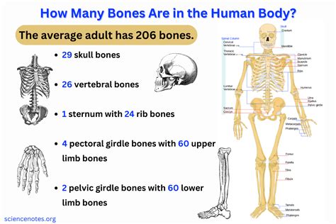 How Many Bones Are In The Body Exactly And What They Do For You