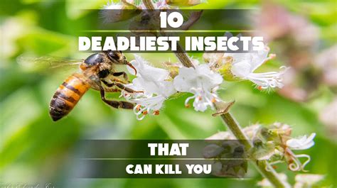 Can Insects Kill You: Dangerous Species You Should Avoid