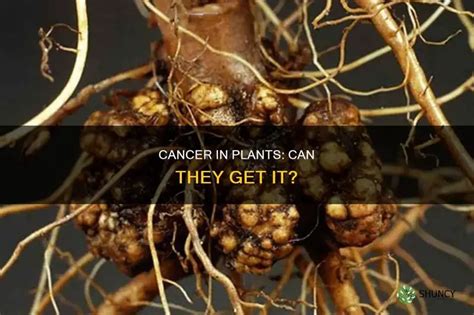 Can Plants Develop Cancer Uncovered: The Surprising Truth