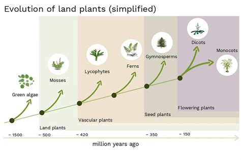 Can Plants Evolve Faster Than We Think