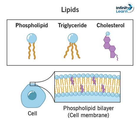 How The Chemistry Of Lipids Shapes Your Health