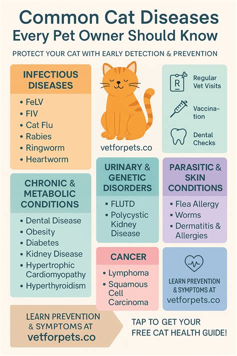 Understanding The Most Common Diseases Of Feral Cats And How To Help