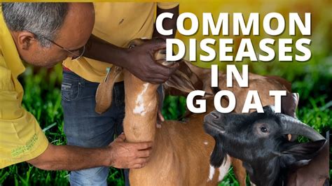 Understanding Common Diseases Of Goats And Prevention Tips