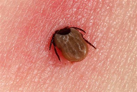 Does Freezing Kill Ticks Or Just Slow Them Down