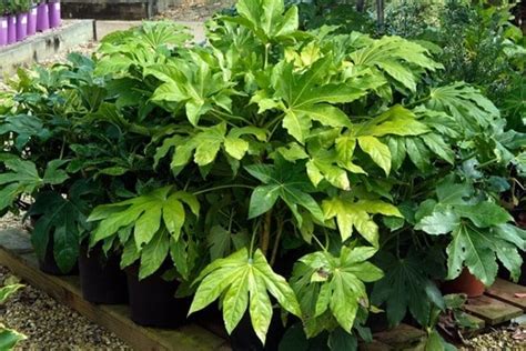 Fatsia Japonica Toxic To Pets: Safe Houseplant Guide