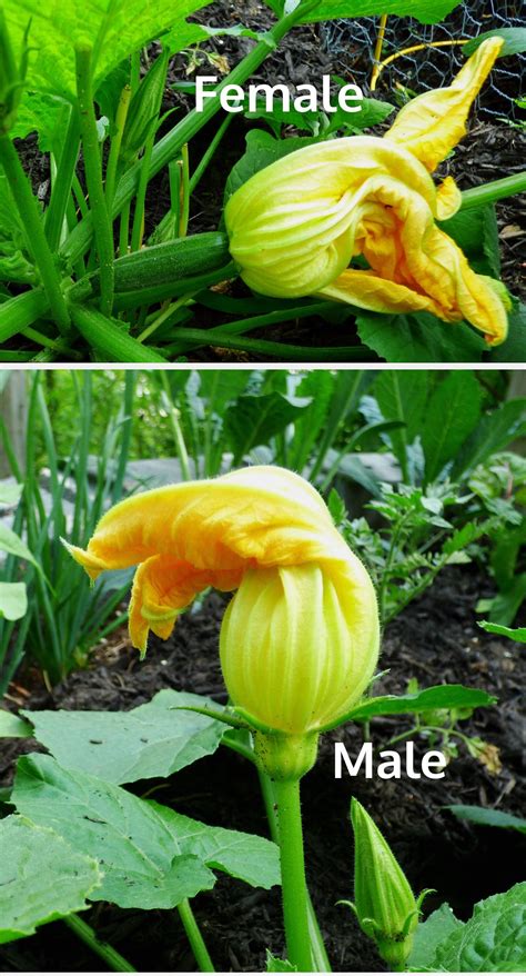 When To Pollinate: A Practical Guide To Male Vs Female Flowers + Video