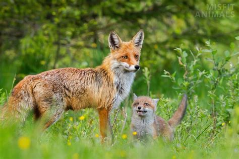 Female Vs Male Fox: How To Tell The Difference