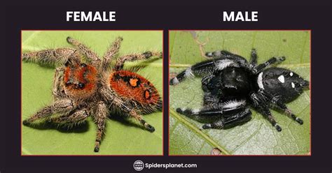 Female Vs Male Jumping Spider: Key Differences Explained