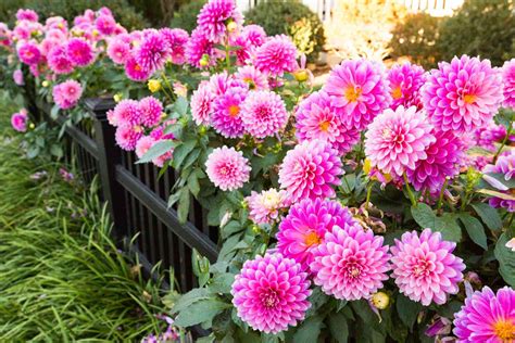 Top 10 Garden Flowers That Bloom In Shade