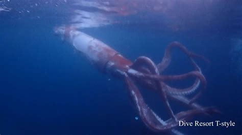 How Big Can Giant Squid Get According To Science