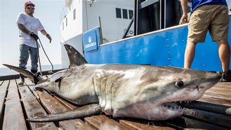 How Big Can Great White Sharks Get The Facts You Need