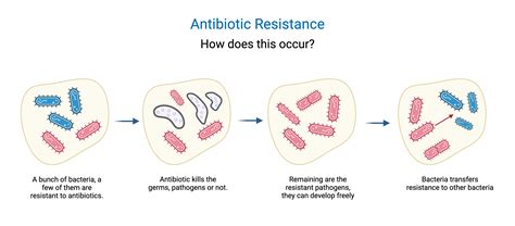 How Bacteria Develop Resistance To Antibiotics Explained
