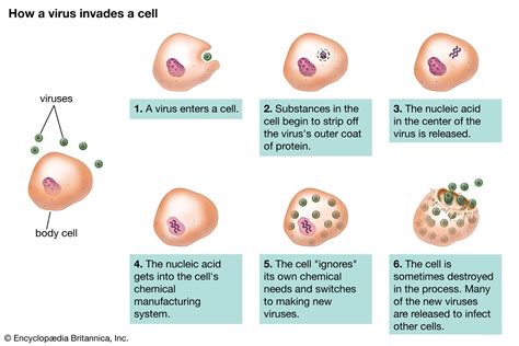 10 Simple Steps: How Bacteria Infect Cells