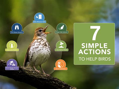 How Birds Help The Environment: Indispensable Roles Explained