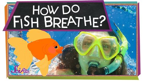 How Do Fish Breathe Underwater For Kids Explained In Simple Terms