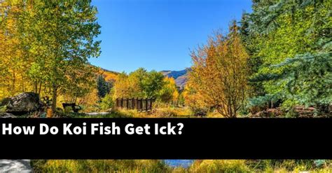 What Exactly Causes Ich In Fish And How It Happens