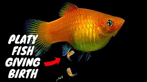 How Do Fish Have Babies: A Complete Guide To Spawning And Reproduction