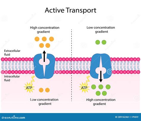 How Do Fish Use Active Transport To Survive In Different Waters