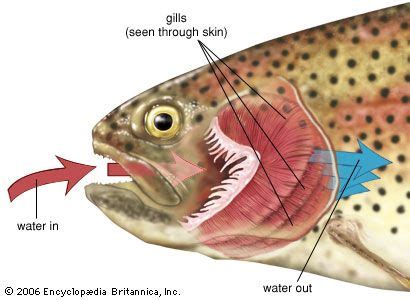 How Do Fish Use Gills To Breathe: From Water To Oxygen