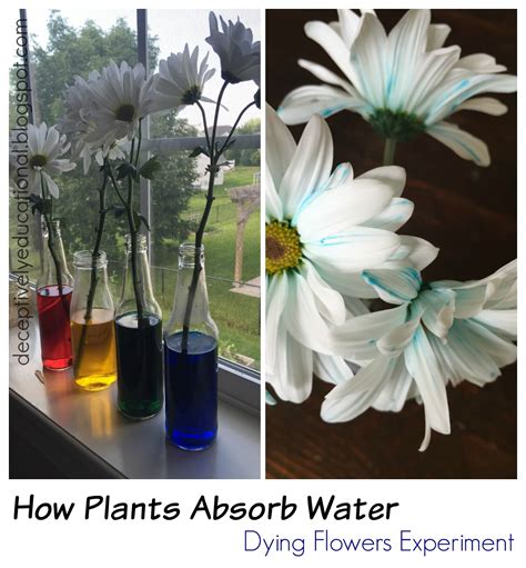 6 Ways Flowers Absorb Water Through Their Stem