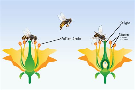 How Do Flowers Evolve: Lessons From The Ancient Waterlily