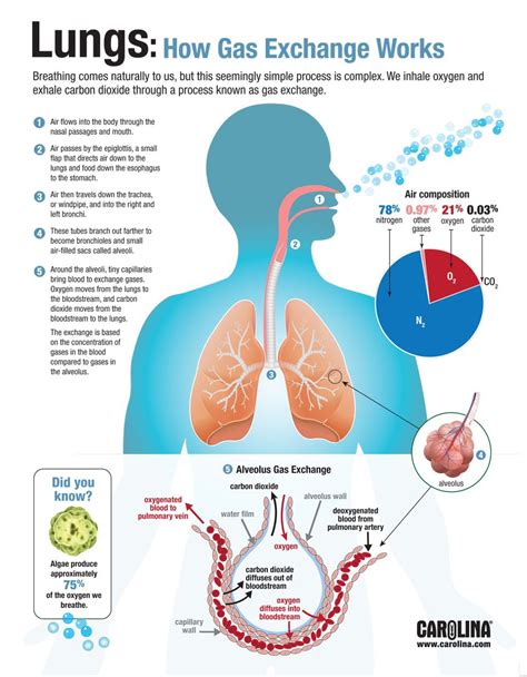 The Science Behind How Lungs Process Oxygen Simply Explained
