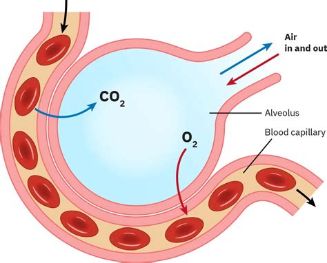 How Do Lungs Put Oxygen Into Blood? The Stepbystep Process