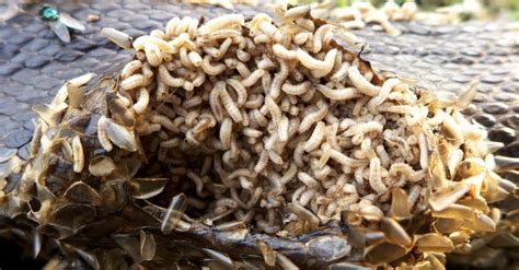 How Maggots Just Spawn Overnight