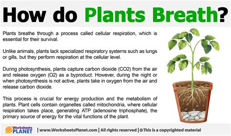 How Plants Help Us Breathe: A Simple Guide