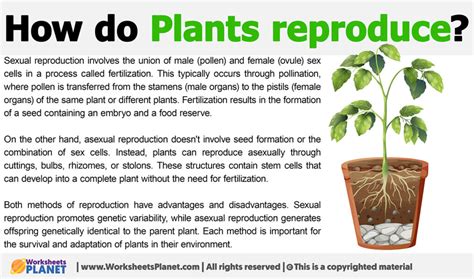 How Do Plants Like Beans Reproduce Secrets Revealed: How Do Plants Like Beans Reproduce Explained Stepbystep Guide To How Do Plants Like Beans Reproduce For Beginners