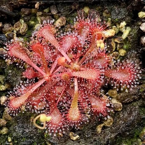 The Bug Riddle: How Do Plants Like Drosera Capture Insects