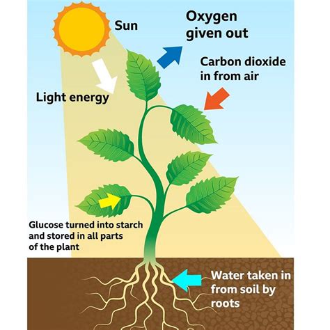 How Plants Lose Energy: Understanding Photosynthesis And Metabolism