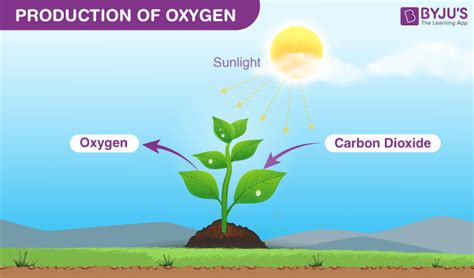 How Do Plants Make Oxygen: The Simple Science Explained