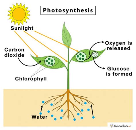 How Do Plants Photosynthesize: From Sunlight To Sugar Explained