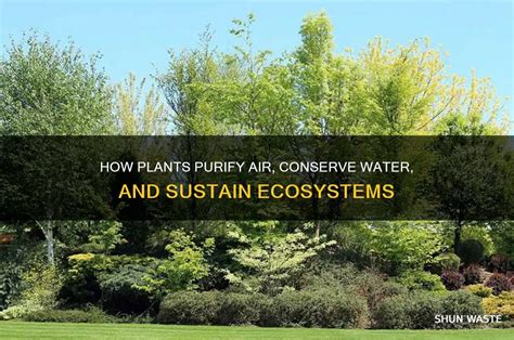 How Plants Truly Purify The Environment: The Science Explained