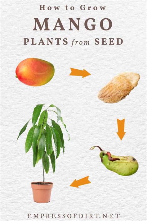 How To Plant A Mango Seed For A Home Garden That Thrives
