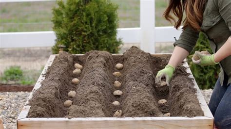 How To Plant Potatoes In Raised Beds Or The Ground