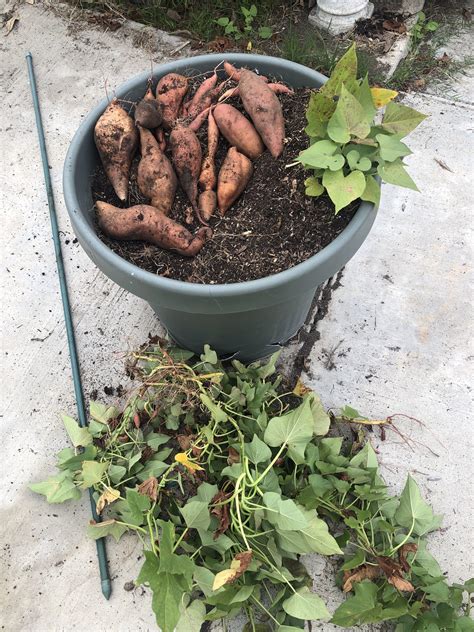How Do You Plant Sweet Potatoes For The Best Harvest