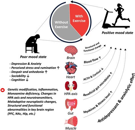 Understanding The Adhd Brain Through Exercise: A Natural Focus Hack